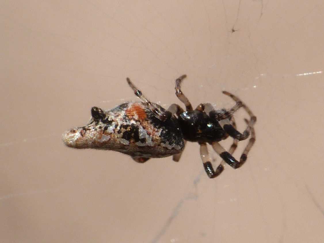 Cyclosa insulana - Palau (OT)